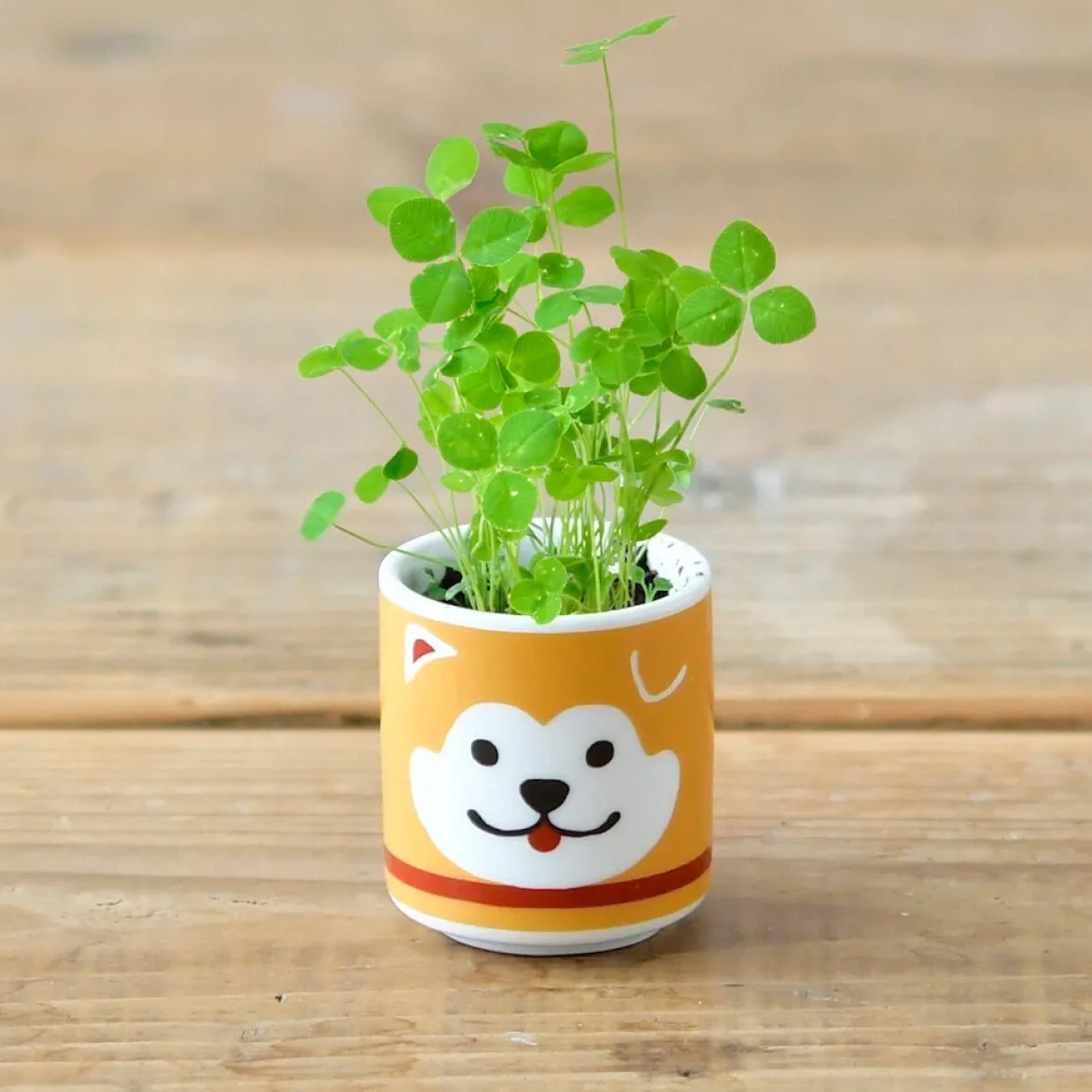 Lucky Plant - Hachi Dog